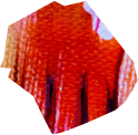 Programs